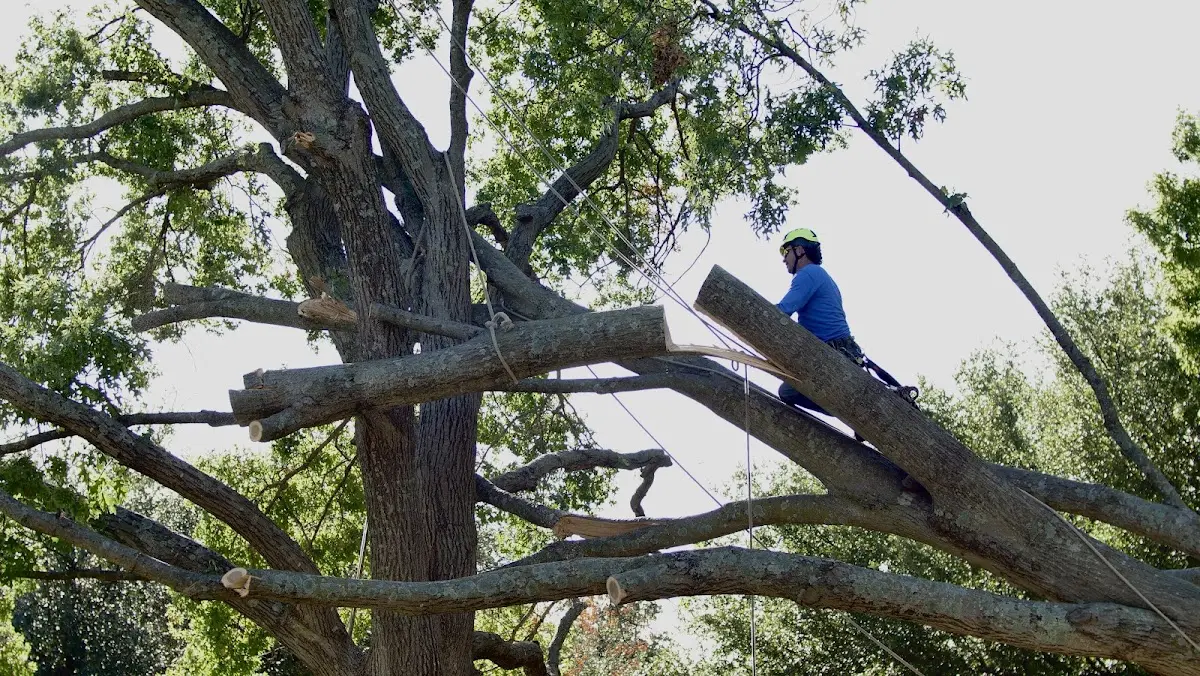 Professional Crown Thinning performed by certified arborists in Bay City