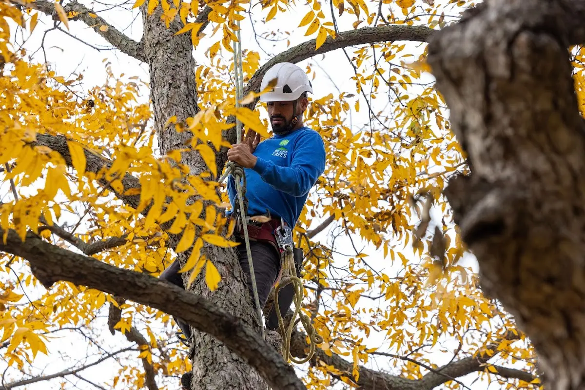 Skilled Tree Pruning crew working in Bay City